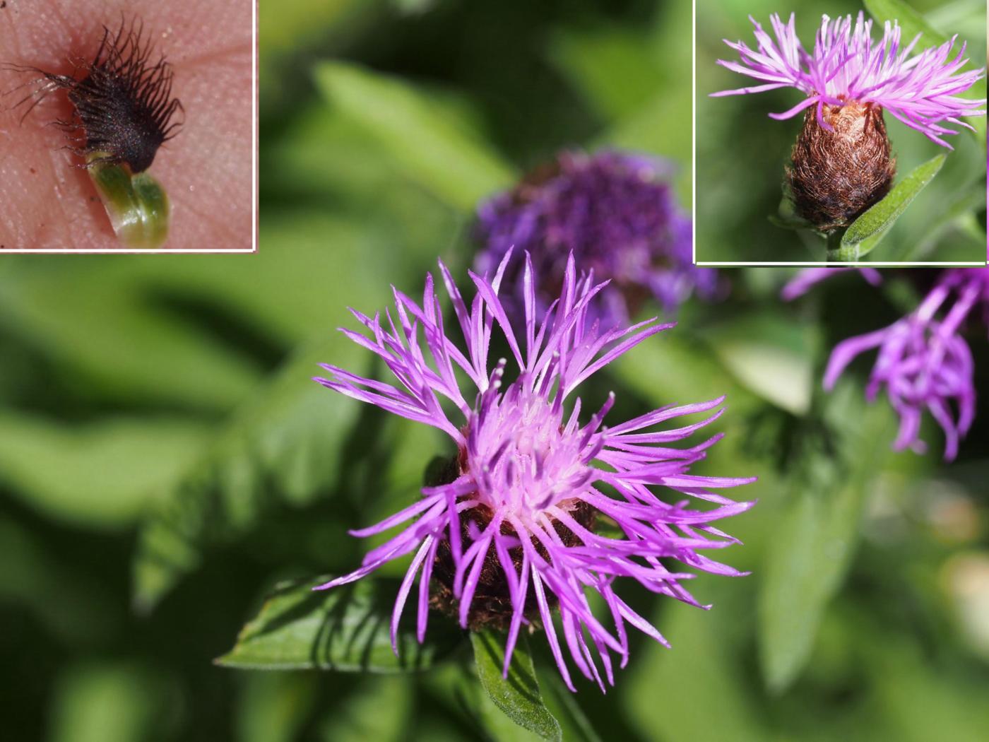 Knapweed [large-flowered] flower